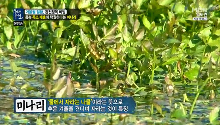 미나리가스 이미지