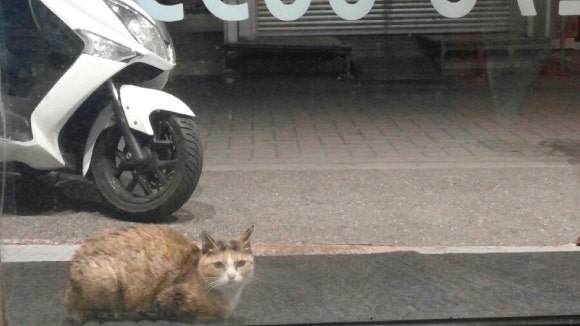 땅땅치킨봉곡 이미지