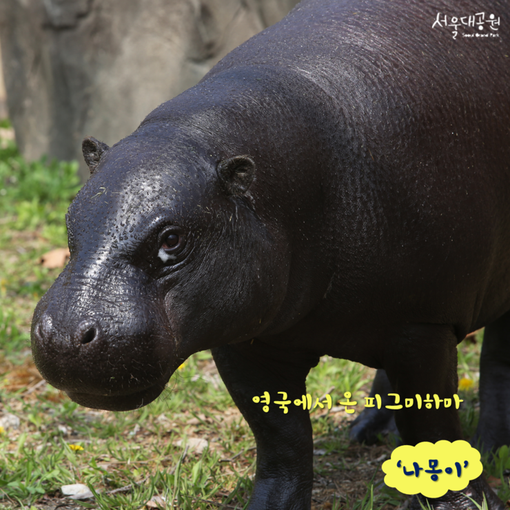 나몽 이미지