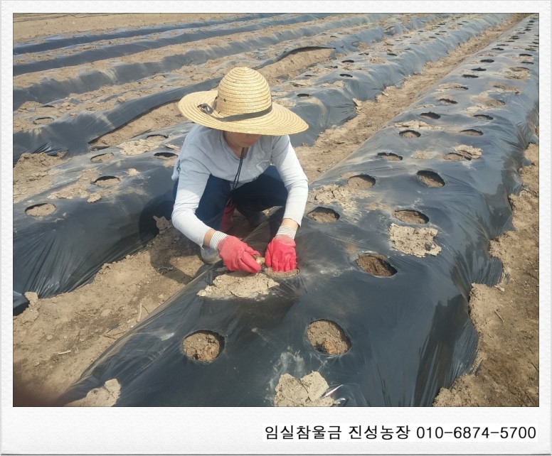 임실참울금 진성농장 이미지
