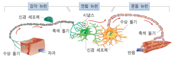 뉴런의 구조와 기능 : 네이버 블로그