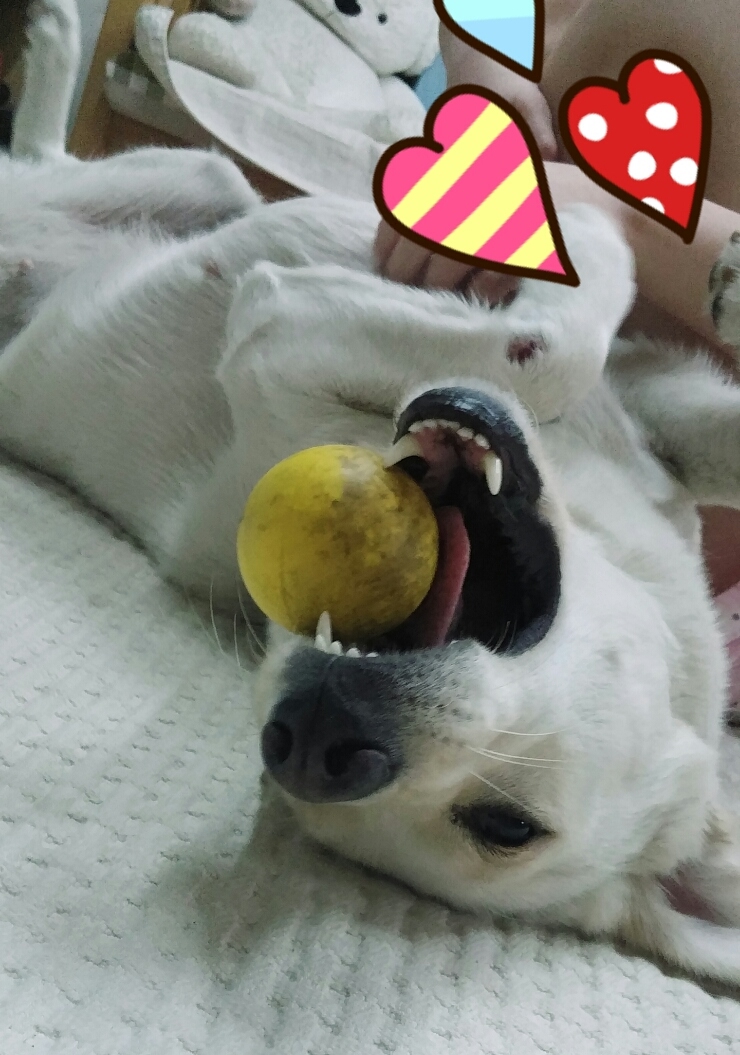 로또와아이스크림 이미지