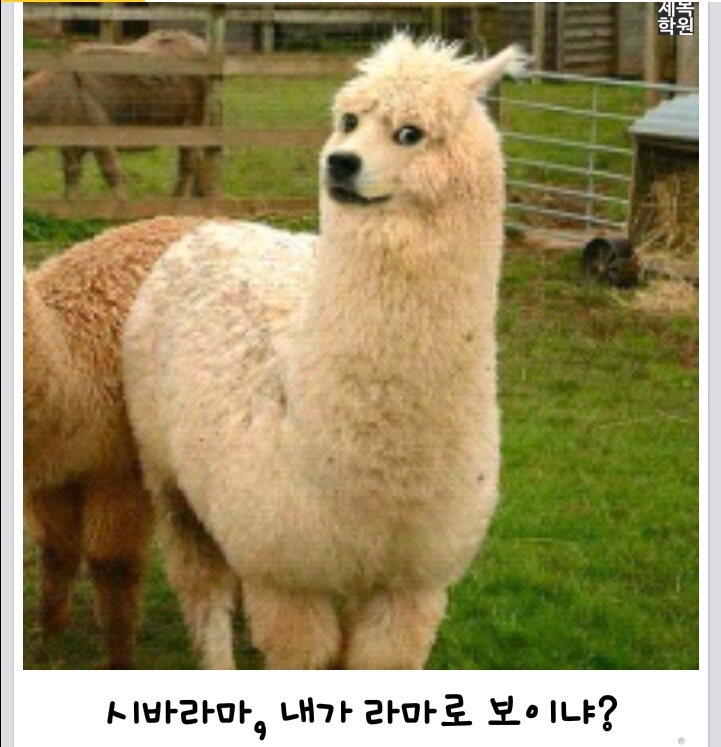 라마 이미지