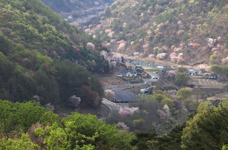 자진뱅이산벚꽃 이미지