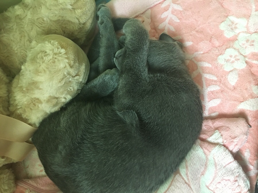 몽코 이미지