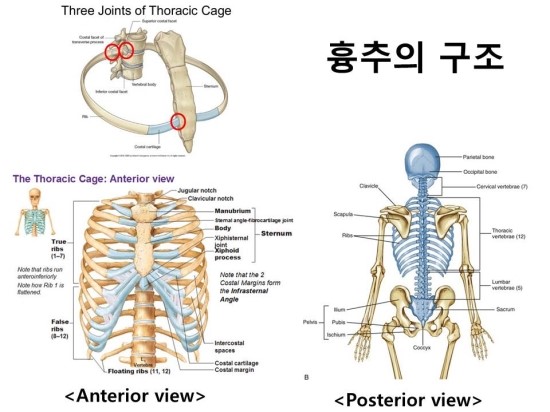 흉추 가동성(Thoracic Spine Mobility) : 네이버 블로그