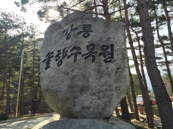 강릉솔향도시락 이미지