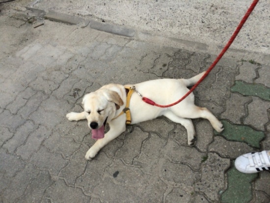복대박 이미지