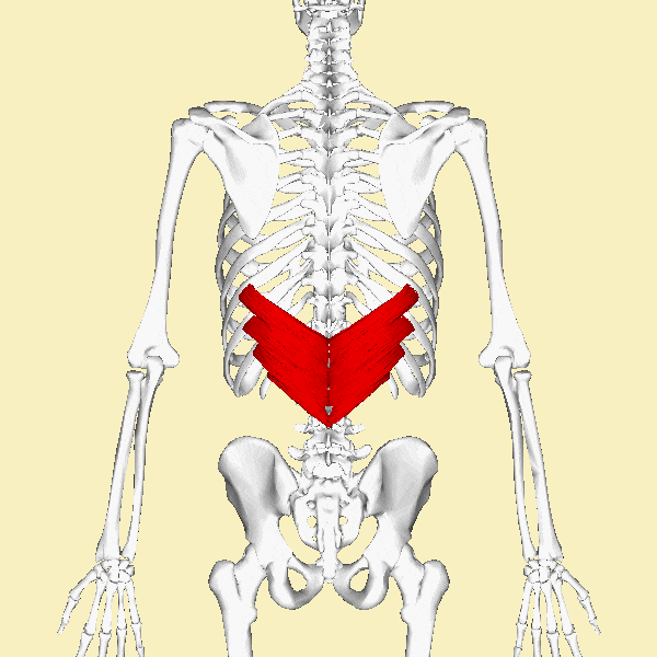 하후거근 Serratus posterior inferior 네이버 블로그