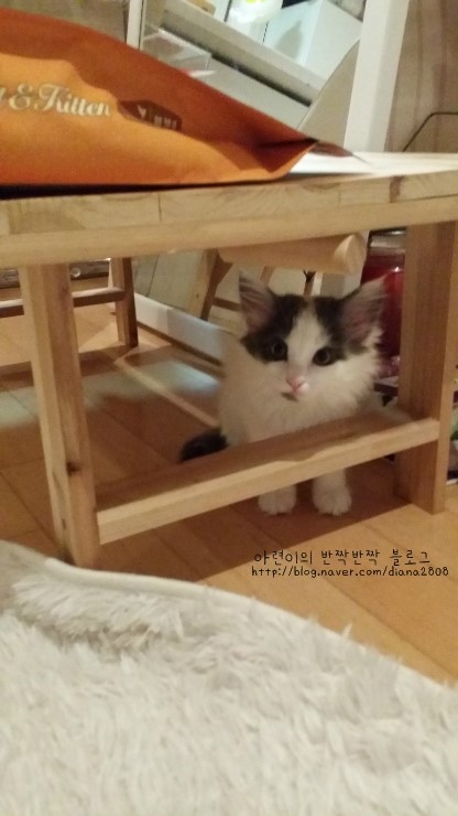 커피캣 이미지