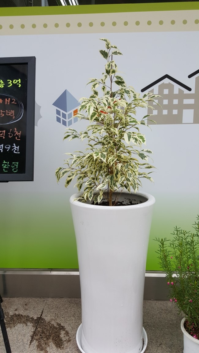 장암화원 이미지