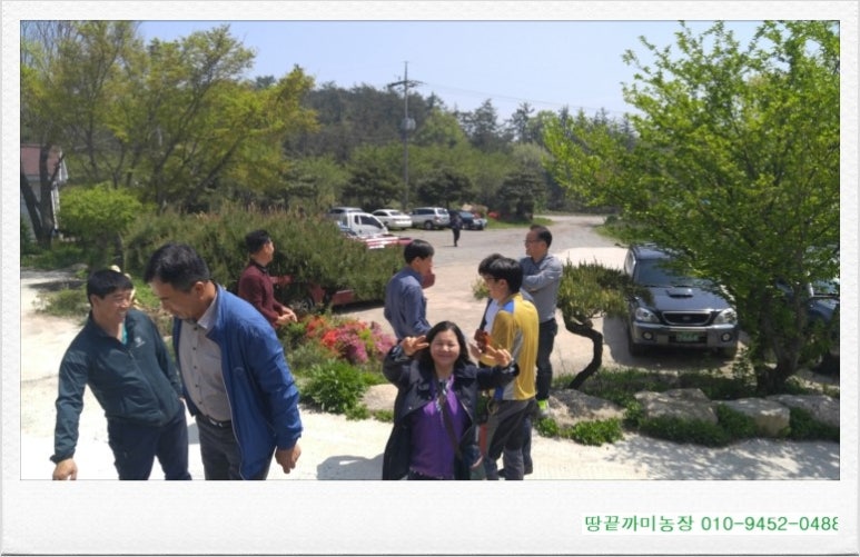 땅끝부추 이미지