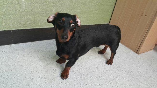 닥스종합 이미지