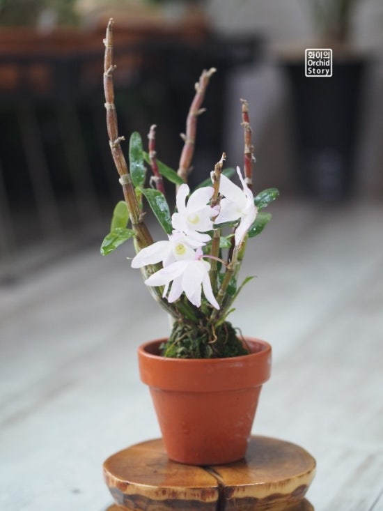 영난원 이미지
