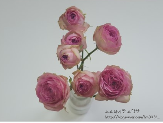 장미미니슈퍼 이미지