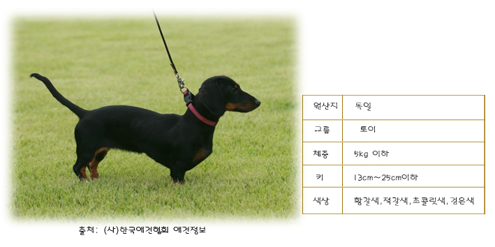 닥스훈트(DACHS HUND) 이미지