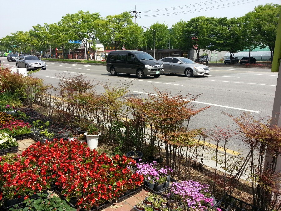 소나무화훼 이미지