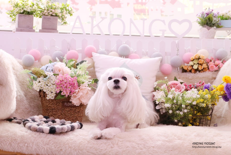 꼬지하우스 이미지