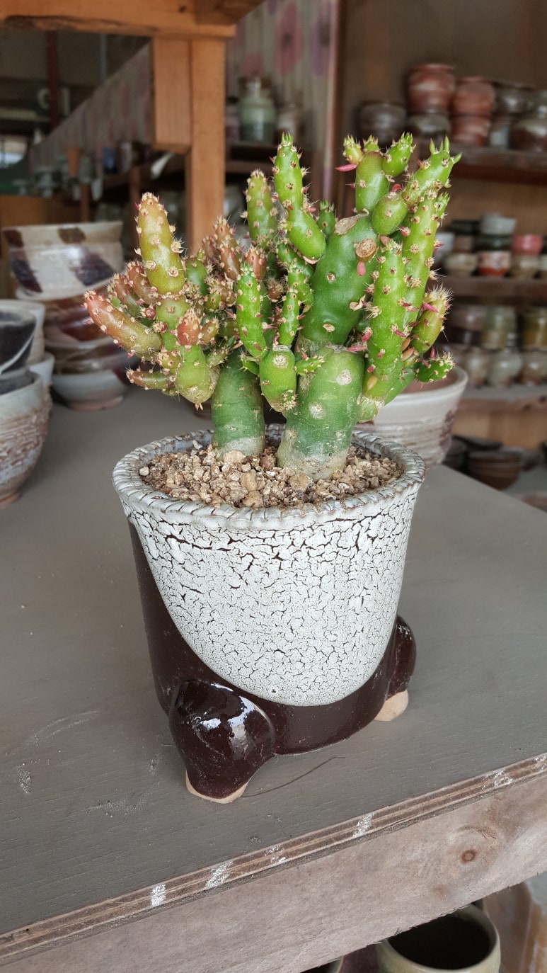 화조화분 이미지