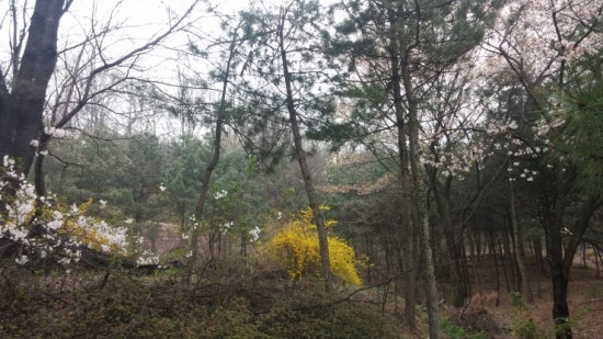 야탑동 351 (분당차병원) 이미지