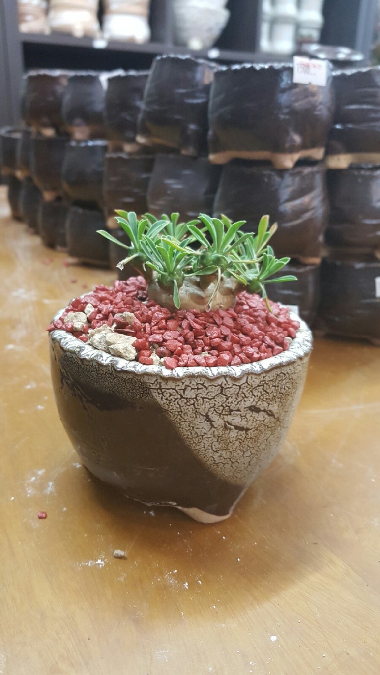 화조화분 이미지