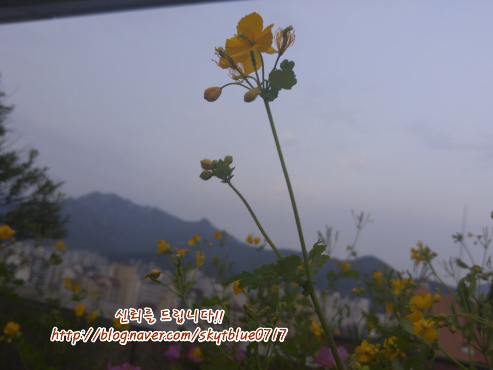 에스에스엠주 이미지