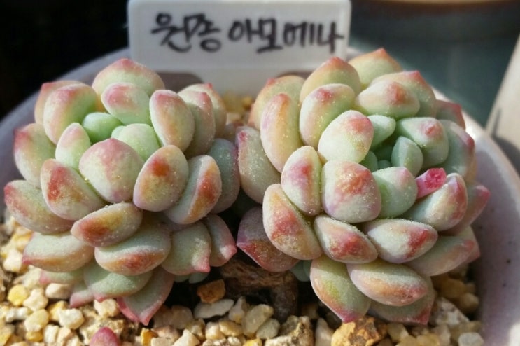 수연다육 이미지