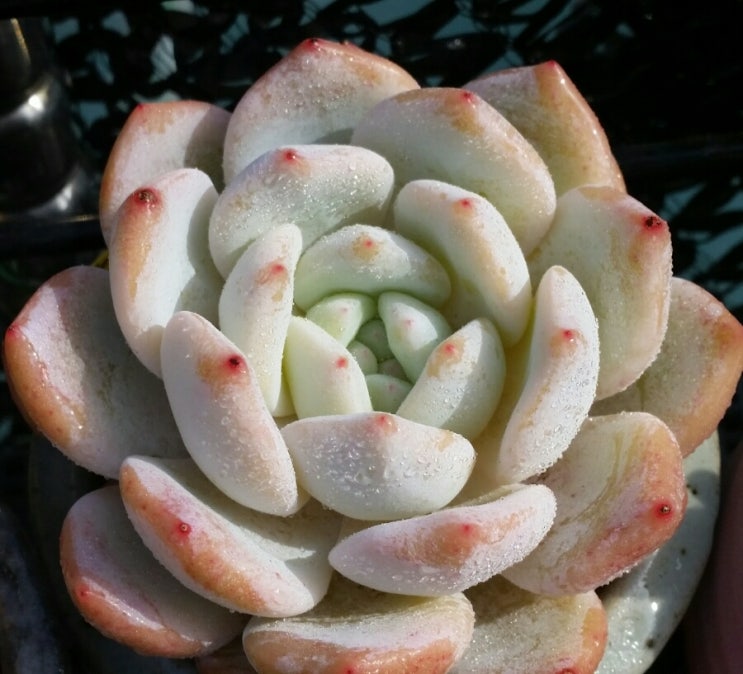 수연다육 이미지