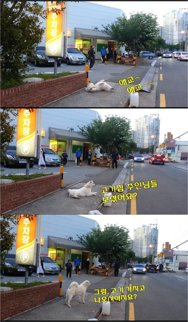솥돼지 이미지