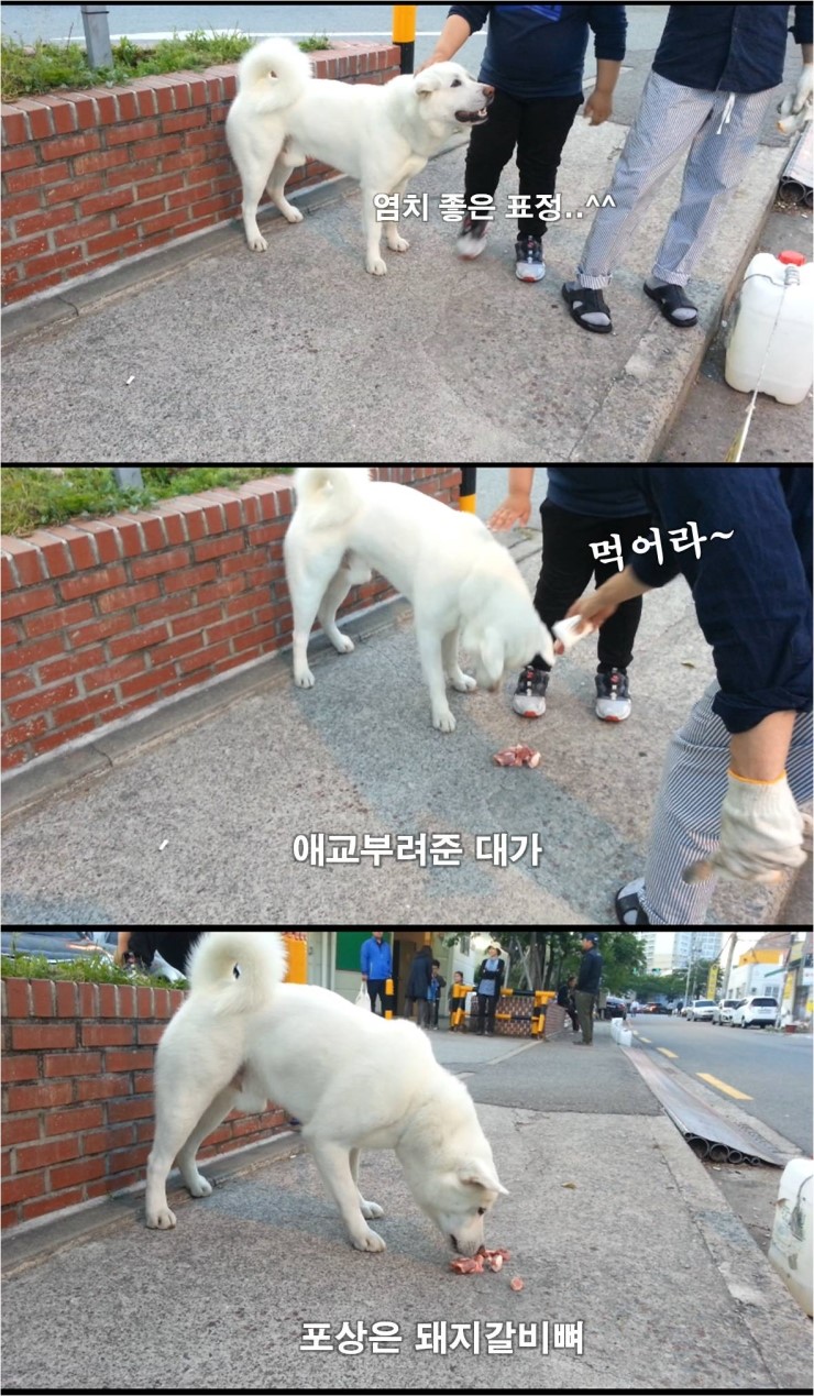 솥돼지 이미지