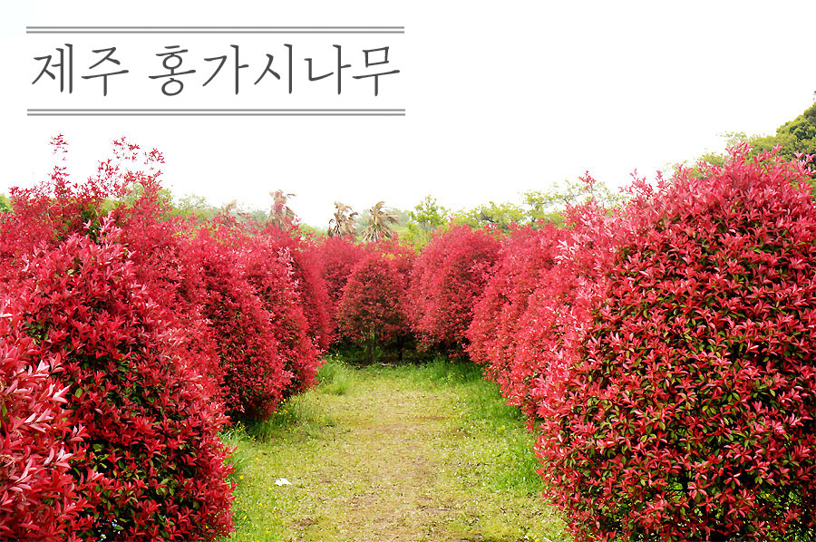 홍플레이스 이미지
