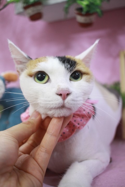 주리헤어 이미지