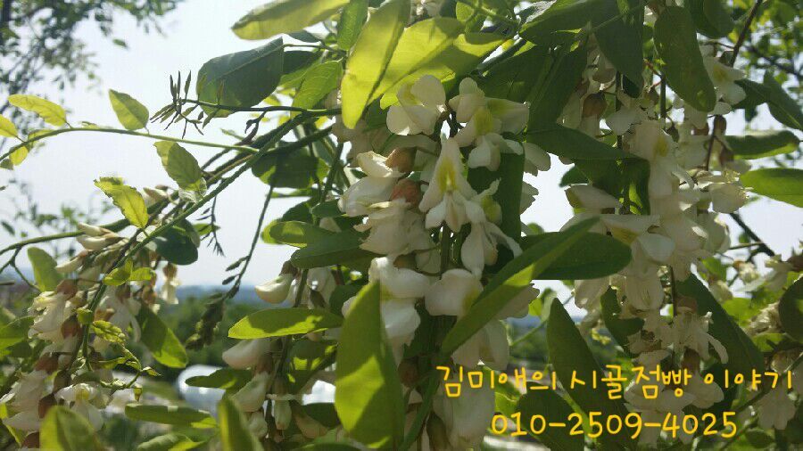 울엄마세탁 이미지