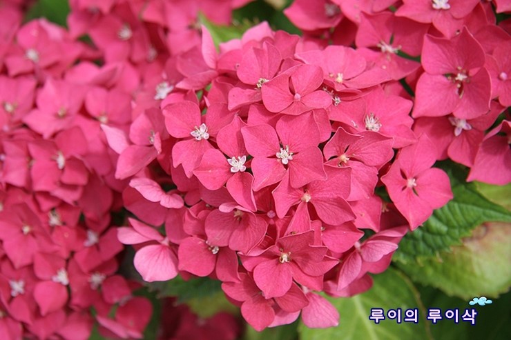 소망정신과 이미지