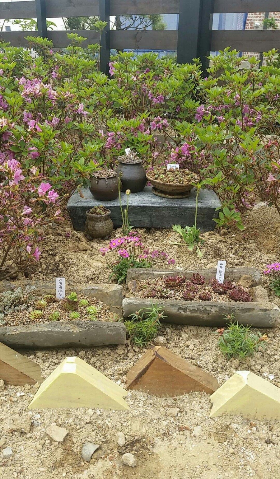 바위솔타운 이미지