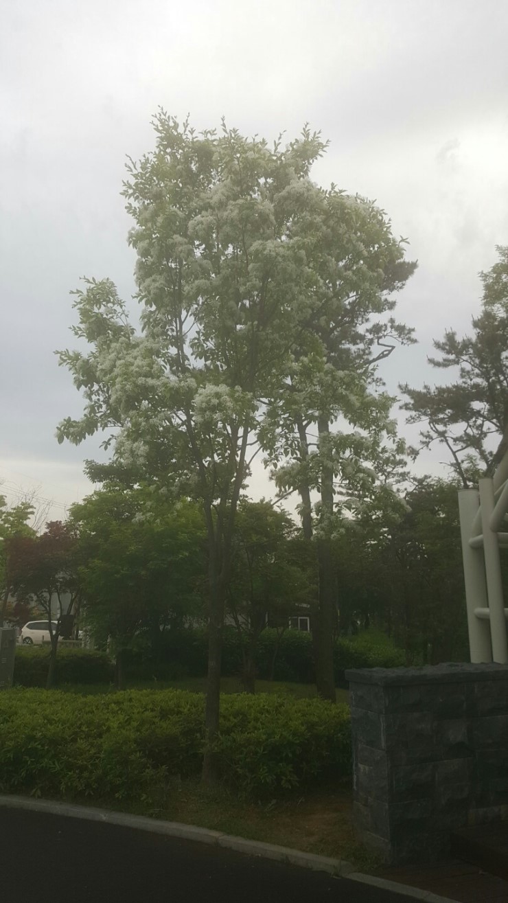 신현-5 (솔숲공원) 이미지