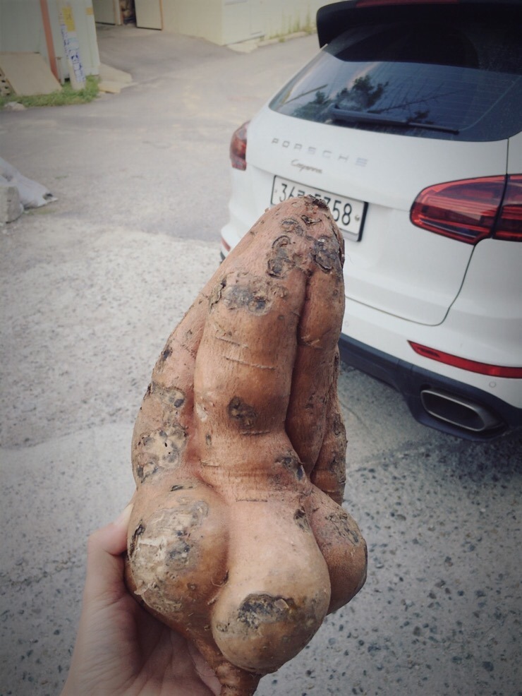 과일까까 이미지