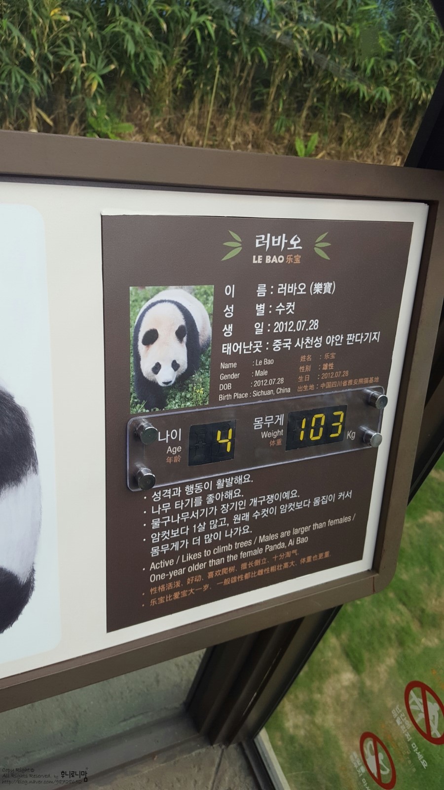 아미바오 이미지