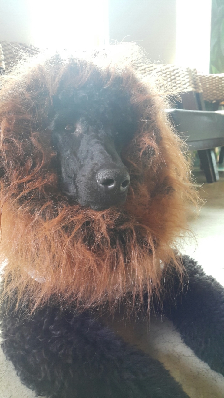 메르헨카페 이미지