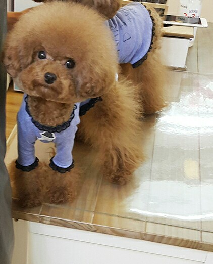 똥강아지 이미지