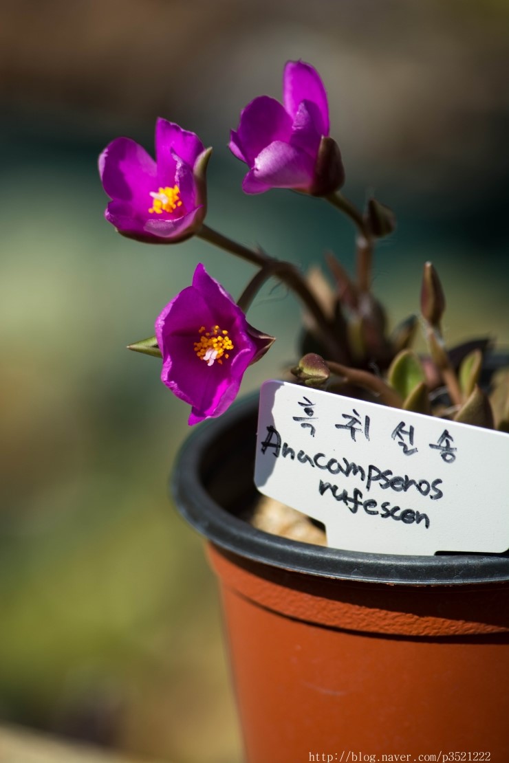 청수정가든 이미지