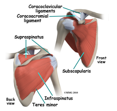 Shoulder Anatomy 어깨 해부학 : 네이버 블로그