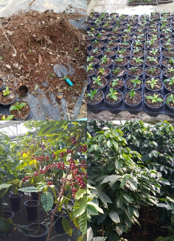 후르츠커피 이미지