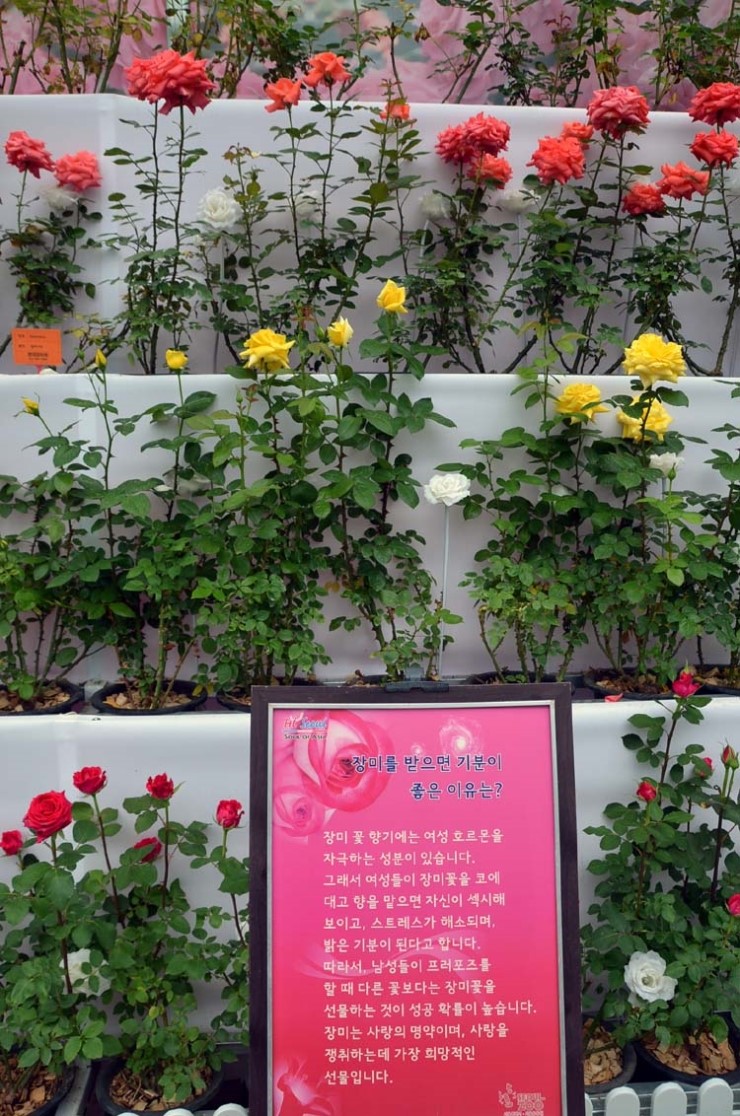 장미산업자원 이미지