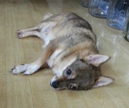 양,아찌 이미지