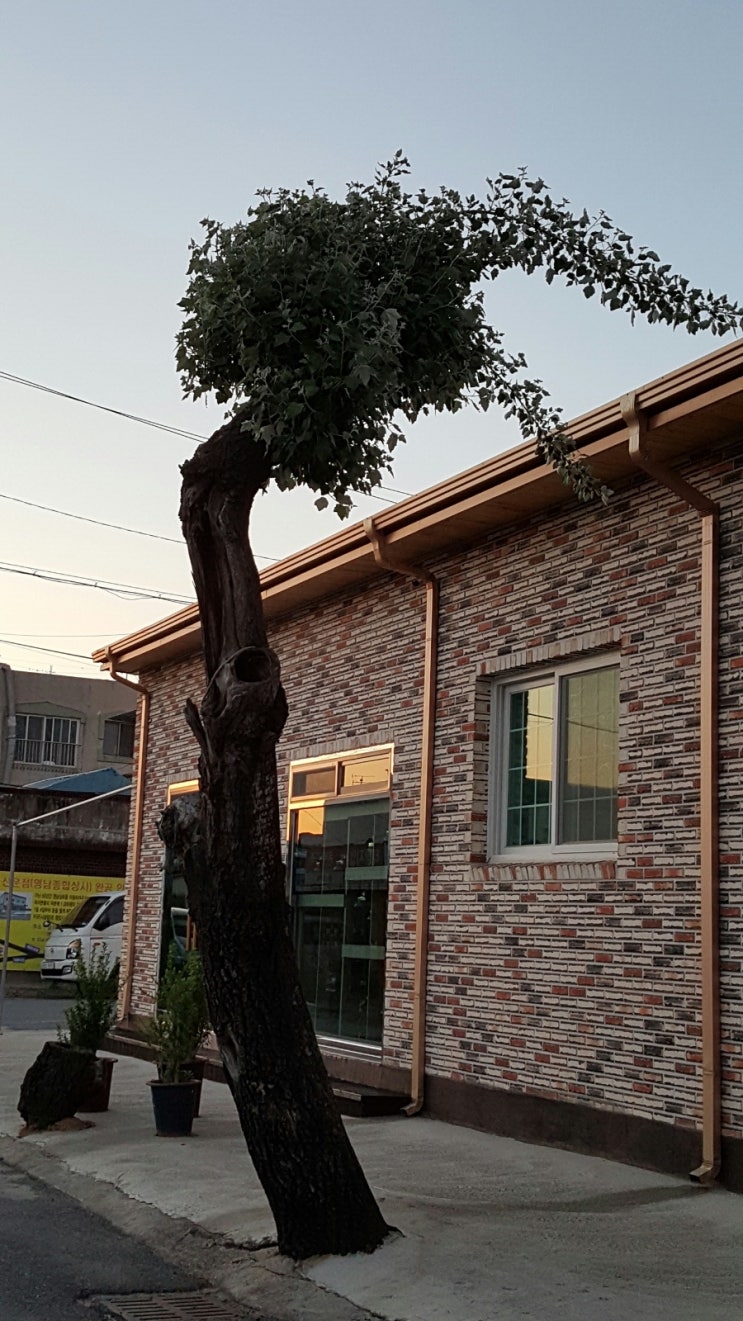 대구청과 이미지