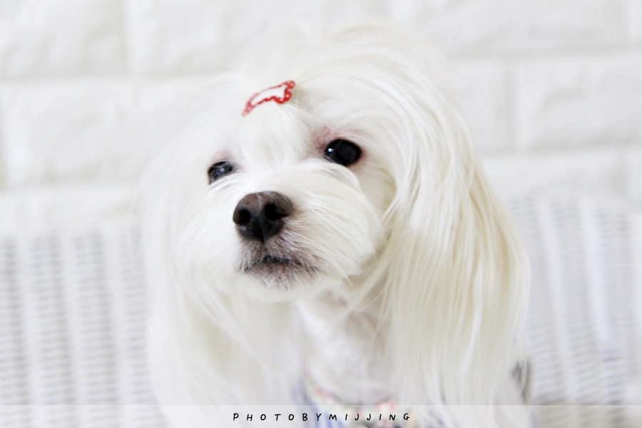 데이린 이미지
