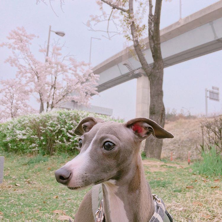 스타견 이미지