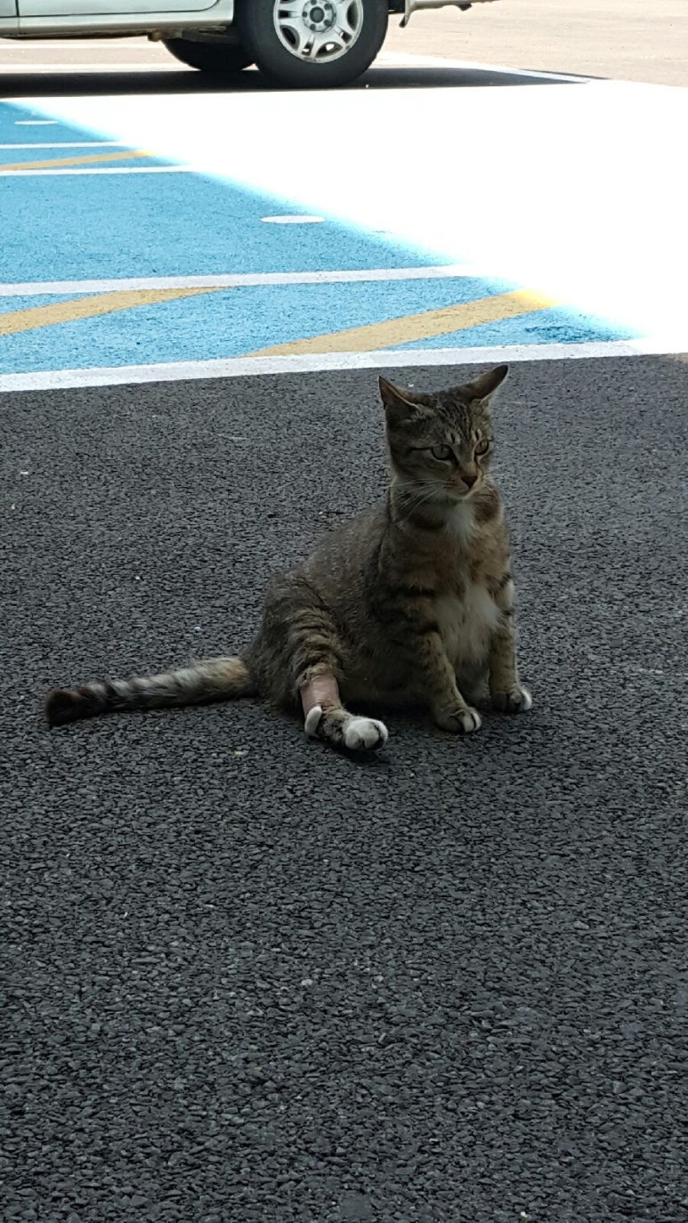 월악카센타 이미지