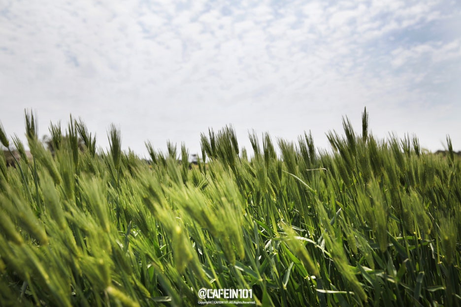 카페인24(cafein24) 이미지